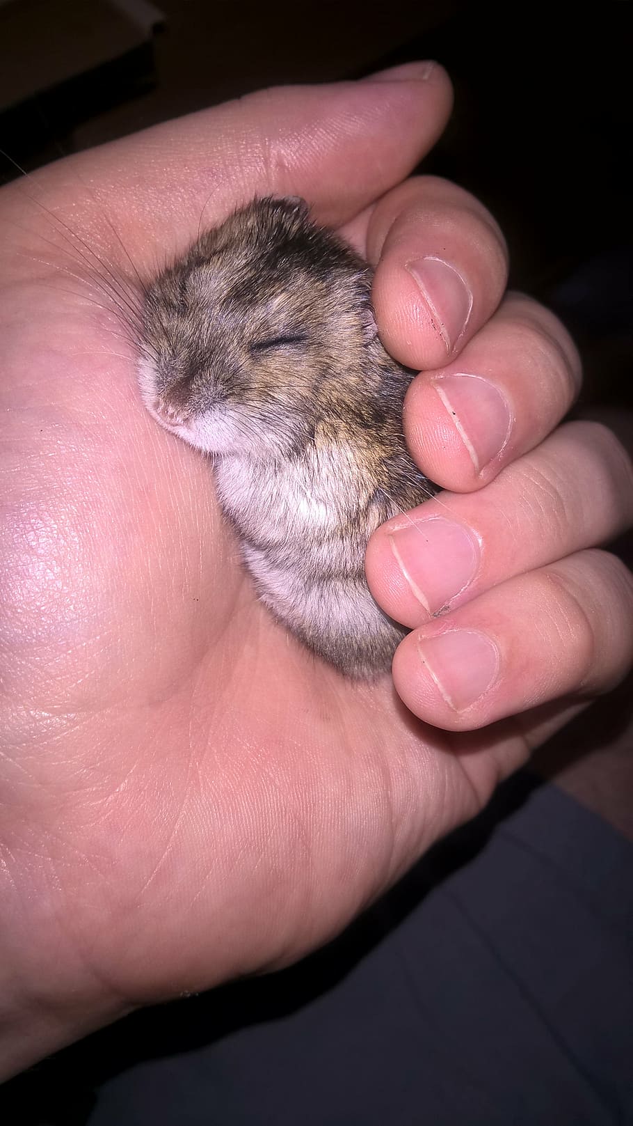 hamster, animal, small, pet, muzzles, rodent, dream, human hand HD wallpaper