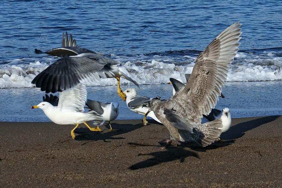 animal, sea, beach, wave, sea gull, seagull, seabird, wild animal HD wallpaper