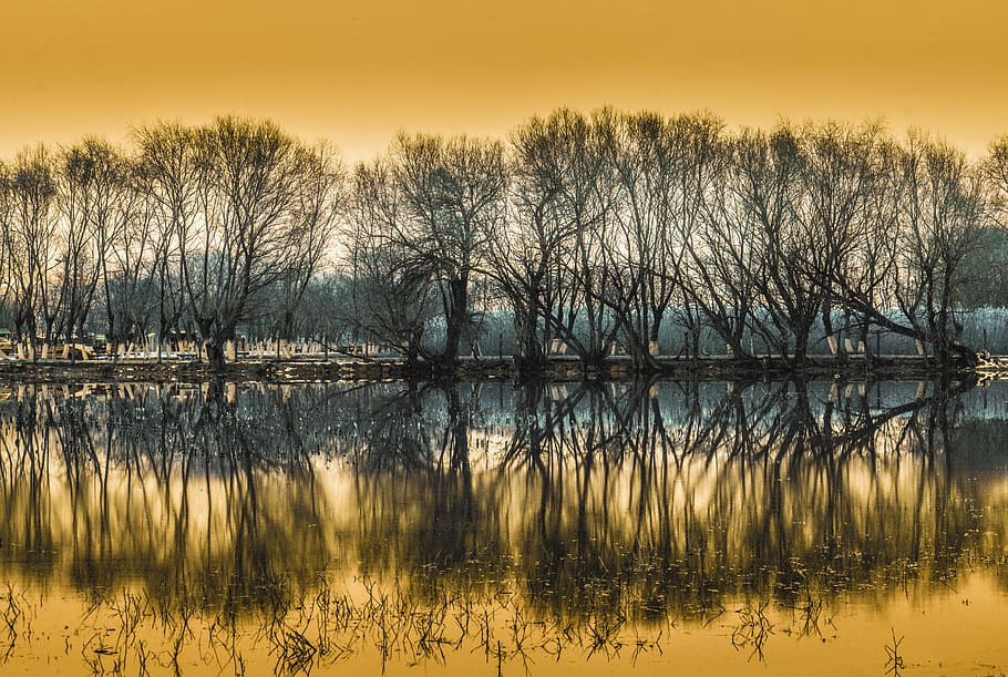 panoramic photography of bare trees near body of water during golden hour HD wallpaper