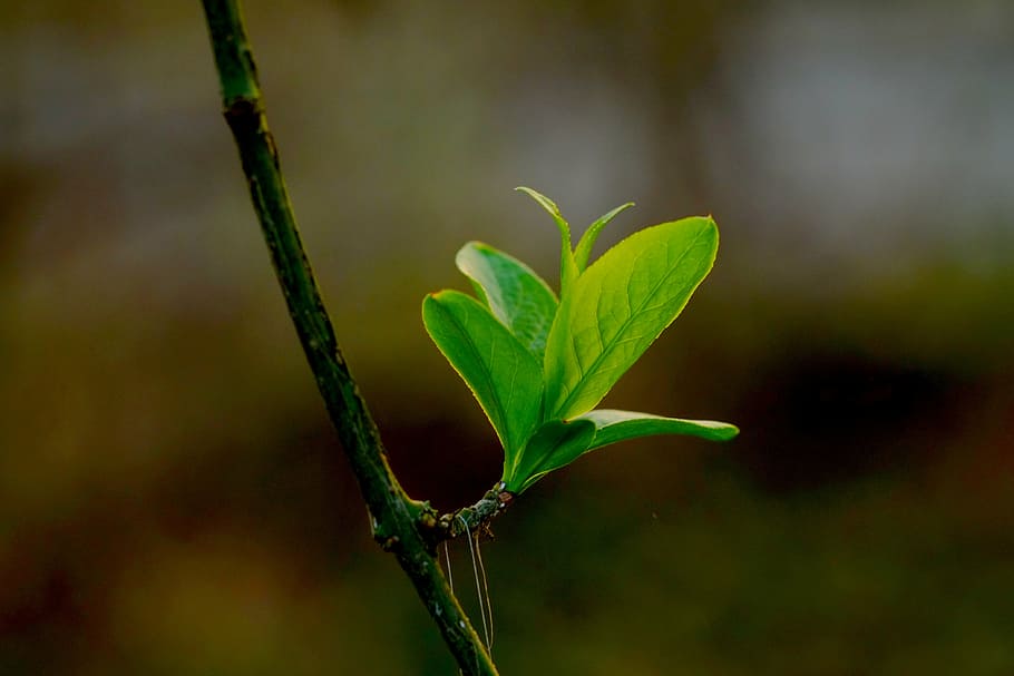 leaf, green, green leaf, plant, nature, spring, tree, frisch HD wallpaper