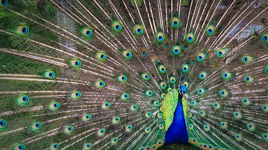 peacock expanding his tail during daytime, peacock displaying feathers HD wallpaper