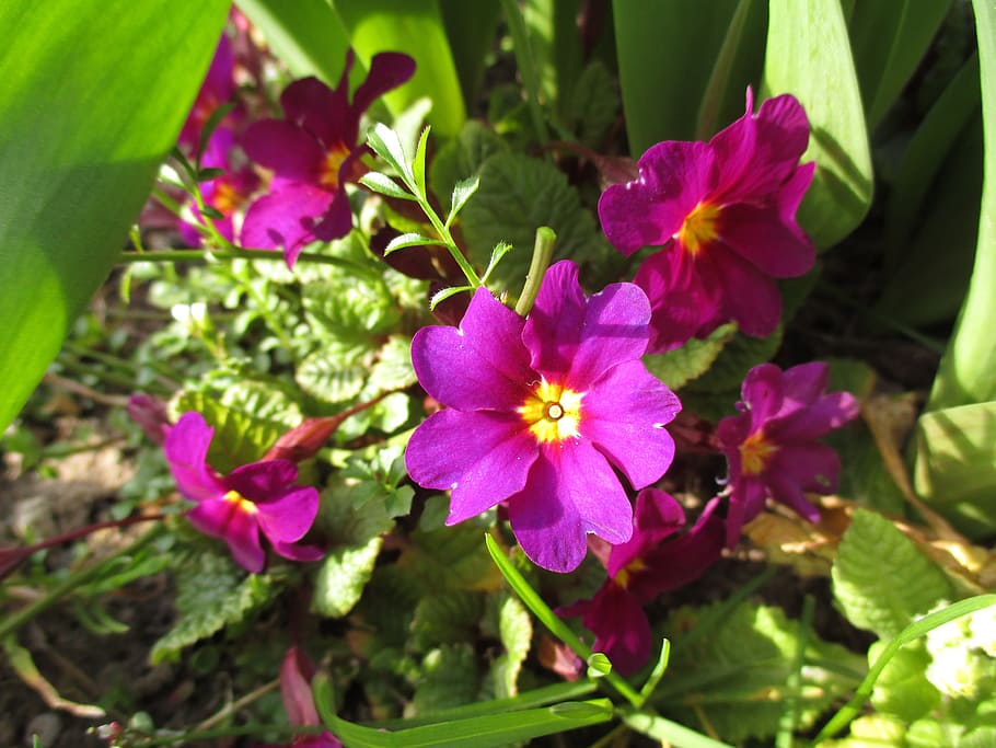 primula, prymule, flowers, spring, green, violet, miracles HD wallpaper