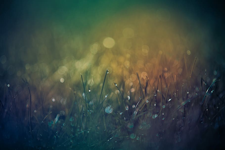 Getting low with the morning dew, green grass bokeh photography HD wallpaper
