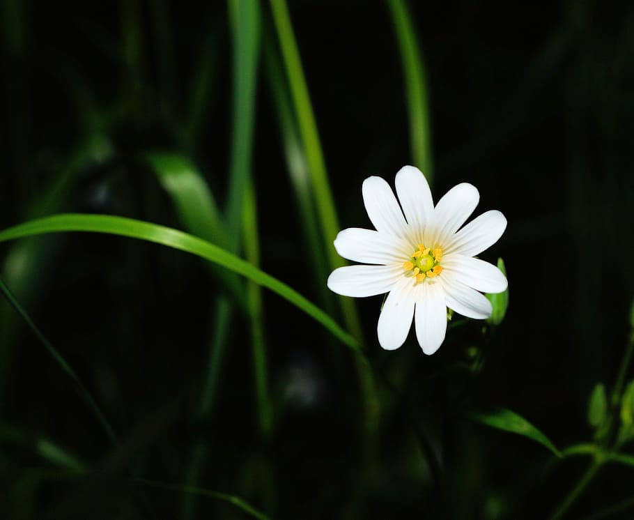 flower, blossom, bloom, white, macro, darkness, bright, forest HD wallpaper