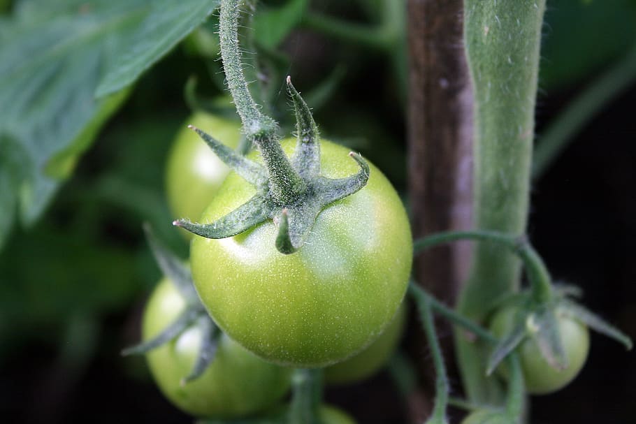 tomatoes, green, vegetable, not ripe, food, healthy, ingredient HD wallpaper