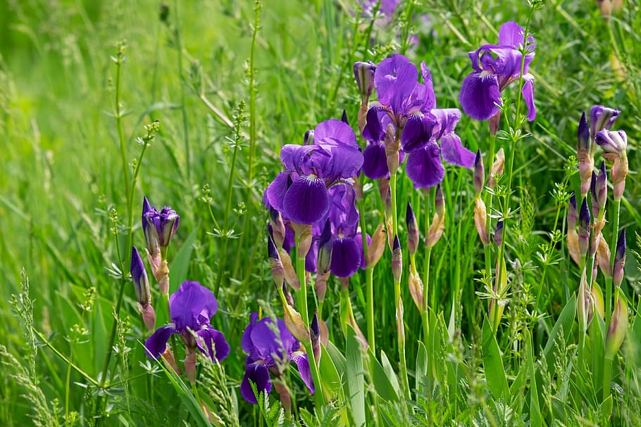selective focus photo of purple petaled flower near green grass HD wallpaper