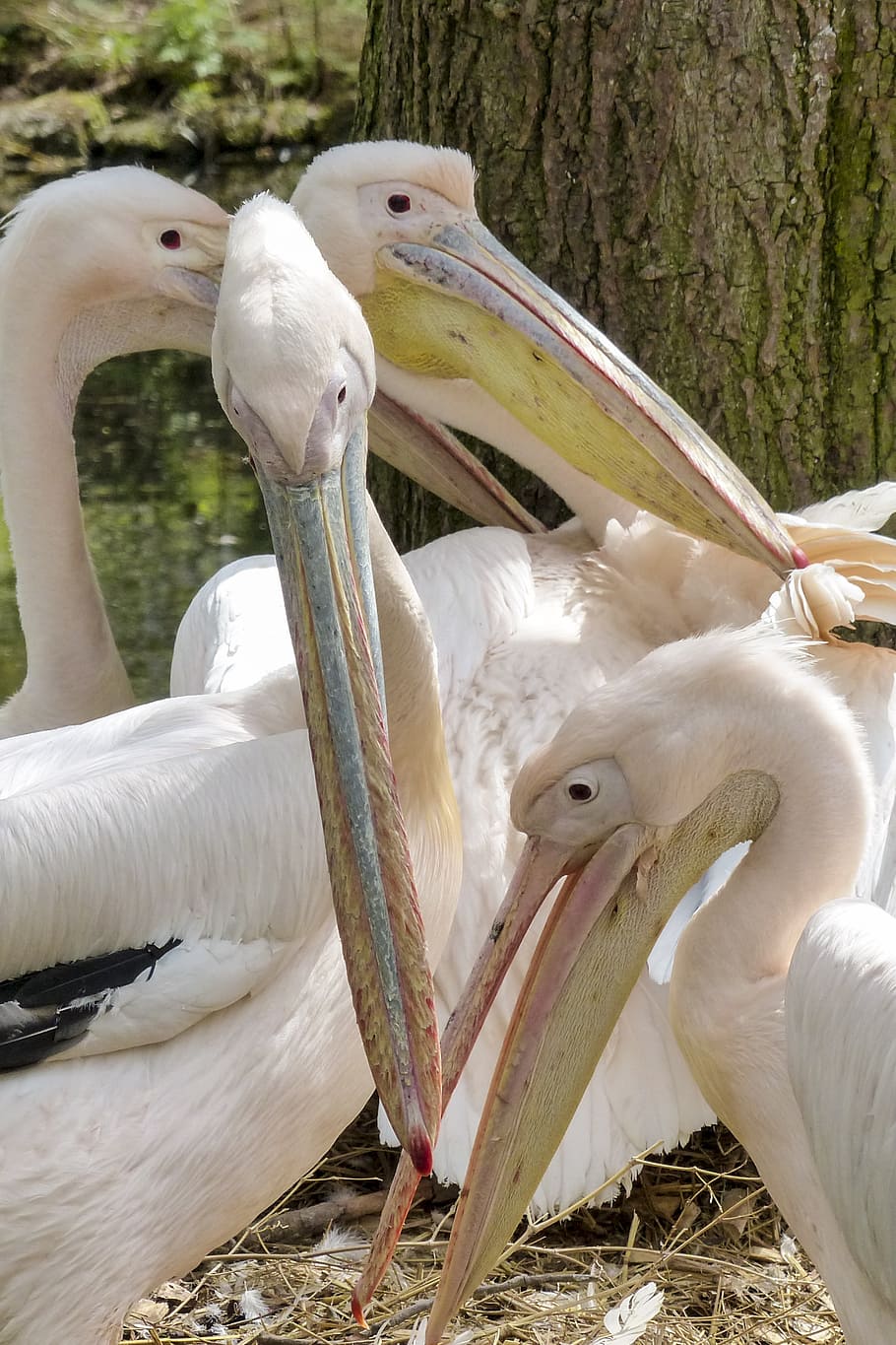pelican, pink, water bird, animal, nature, pelecanus onocrotalus, HD wallpaper