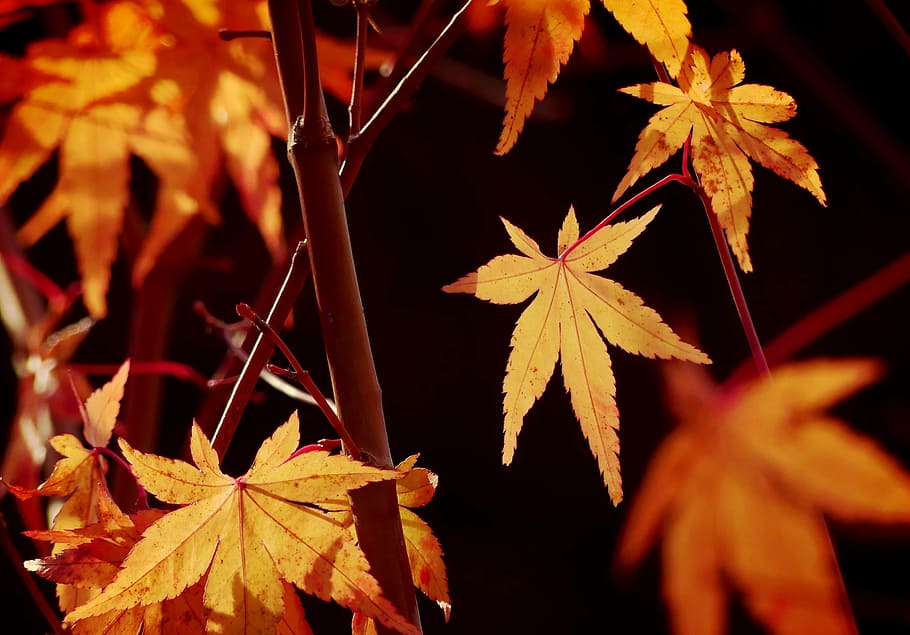 maple leaf, maple leaves, maple bush, plant, autumn, nature HD wallpaper