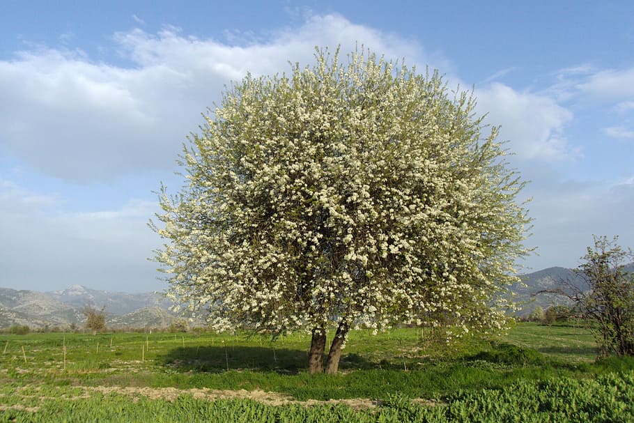 dağbeyli, spring, tree, plant, growth, beauty in nature, field HD wallpaper