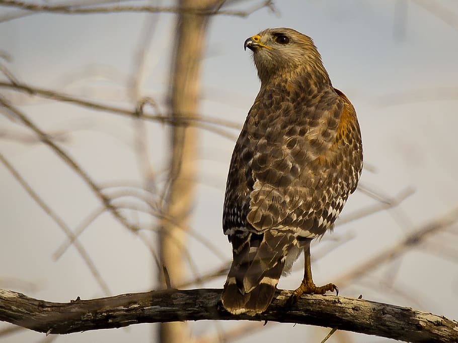 hawk, red, shouldered, wildlife, perched, raptor, predator HD wallpaper