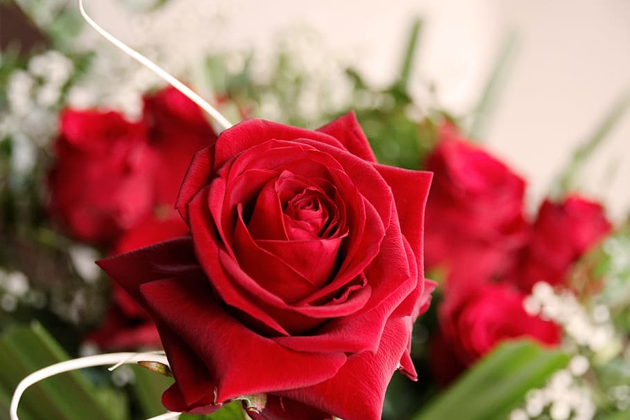 Flower, Blossom, Bloom, Nature, rose, plant, mother's day, wedding HD wallpaper