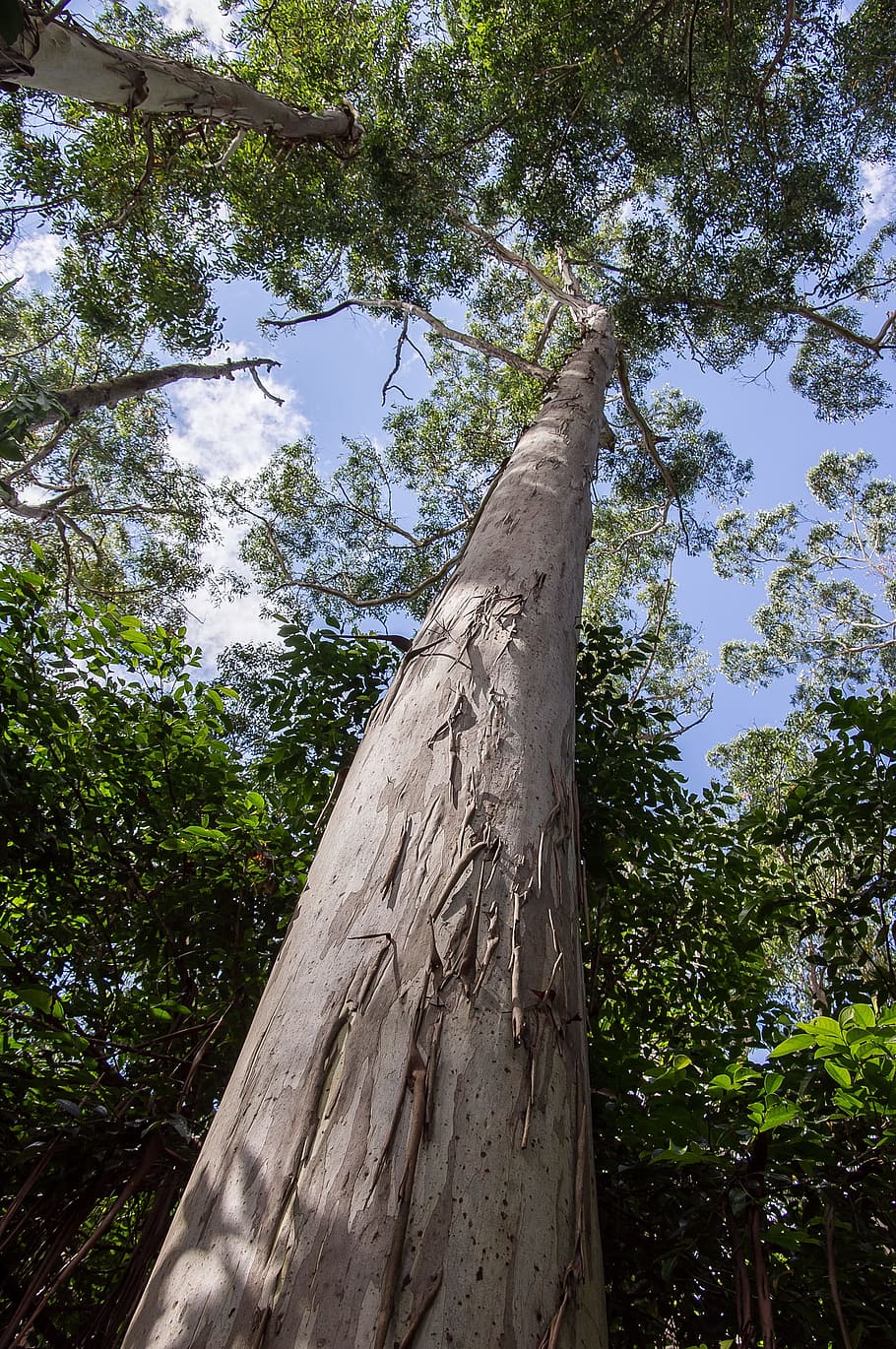 gum tree, eucalyptus, grandis, trunk, forest, native, grey HD wallpaper