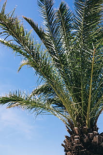 Green palm tree, summer, nature, sky, leaf, leaves, outdoors HD wallpaper