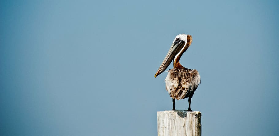 white and gray pelican on wood, bird, clean, lonely, coastal HD wallpaper