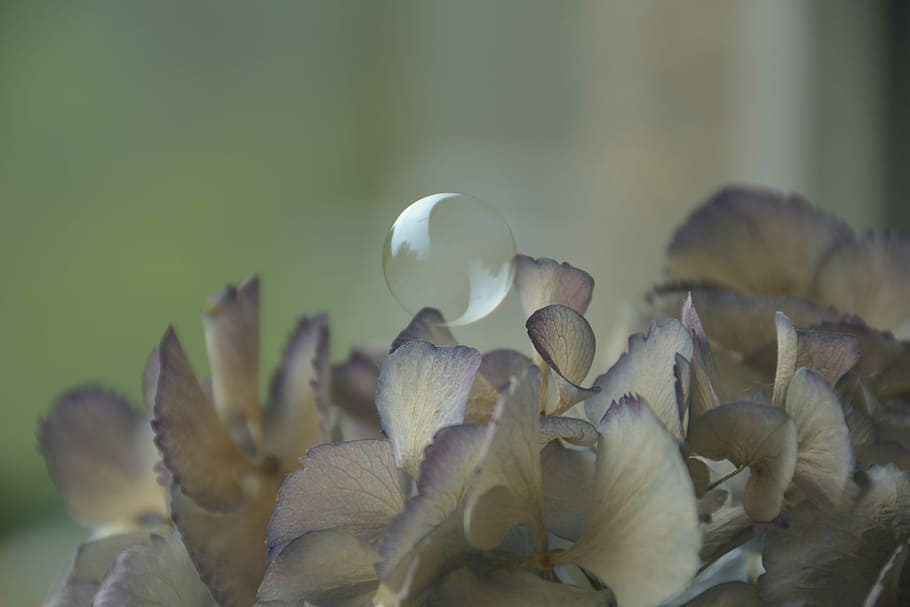 bubble on white and purple flowers during daytime, bubble on white petaled flower HD wallpaper