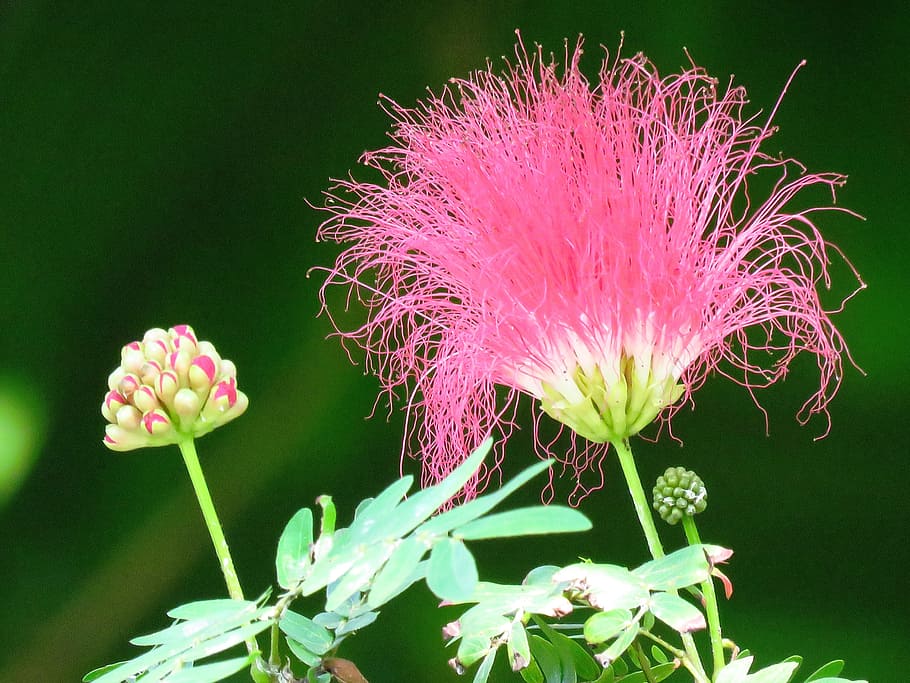 closeup photo of pink Persian Silk flower, macro, garden, pink color, HD wallpaper