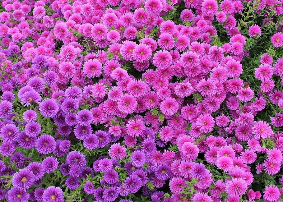 pink asters blooming at daytime, wallpapers, background, screen HD wallpaper