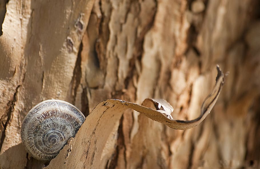 snail, bark, tree, tree bark, trunk, wood, texture, tree bark texture HD wallpaper