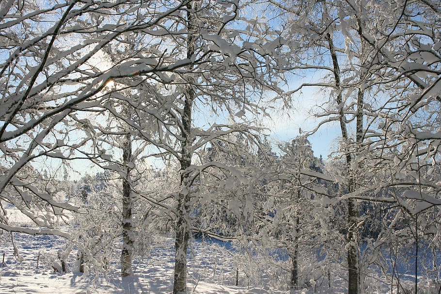 winter, tree, snow, nature, season, frost, cold - Temperature HD wallpaper