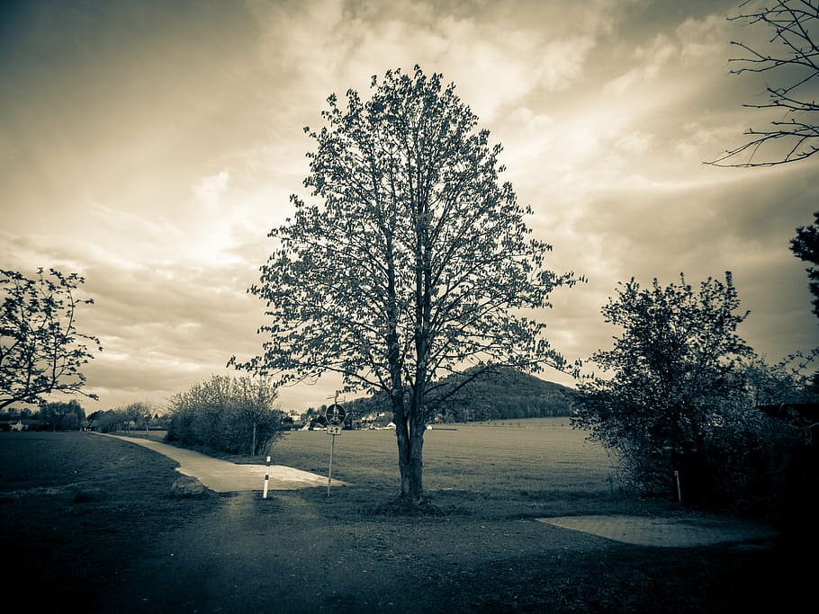 tree, sky, landscape, crown, atmosphere dusk, nature, clouds HD wallpaper