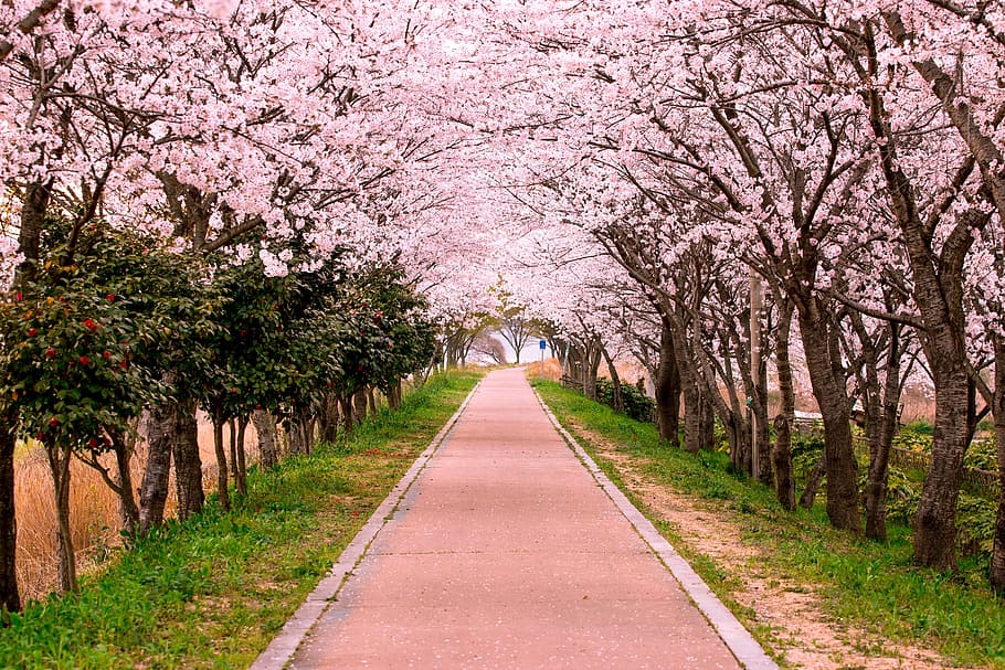 concrete pathway surrounded with cherry blossoms, travel, street, HD wallpaper