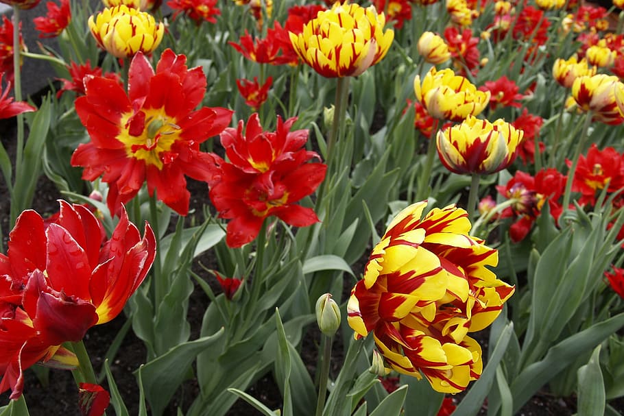 tulips, gerber daisy, flowers, blossom, fresh, floral, summer, HD wallpaper