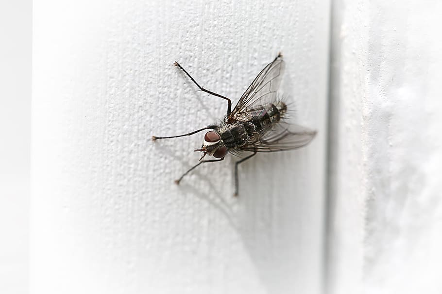 fly, macro, insect, animal themes, invertebrate, one animal HD wallpaper