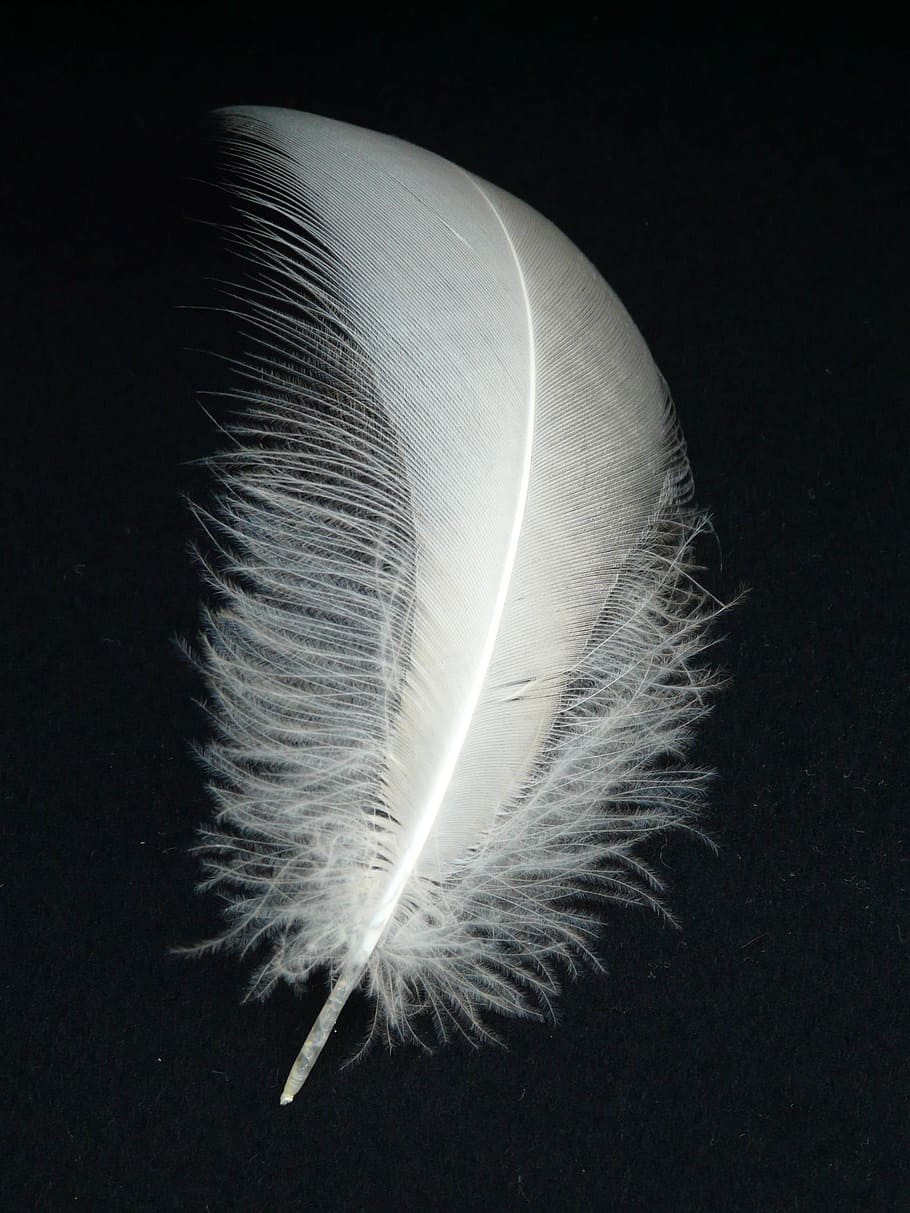 white feather, swan feather, slightly, airy, fly, filigree, lightweight, HD wallpaper