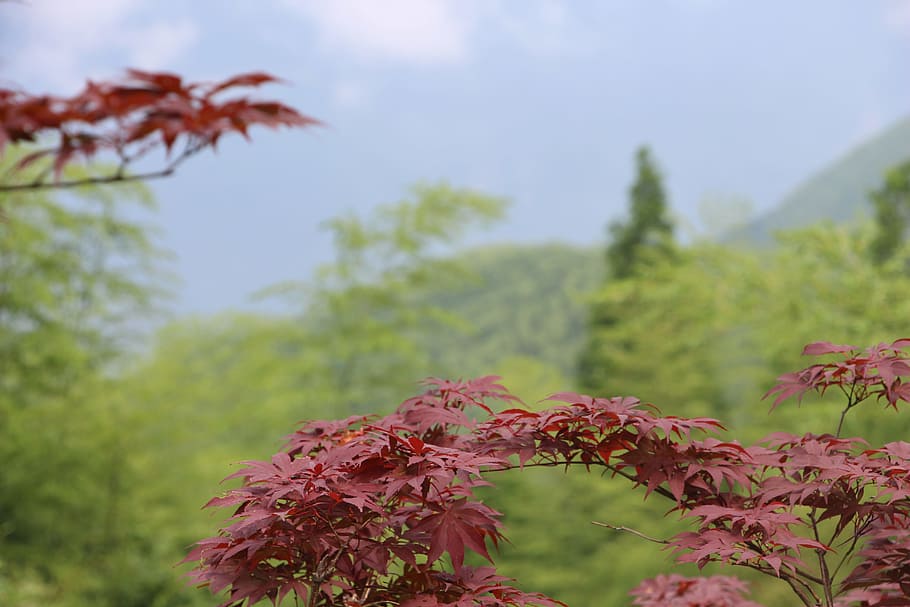 maple, red leaves, bamboo, plant, growth, beauty in nature HD wallpaper