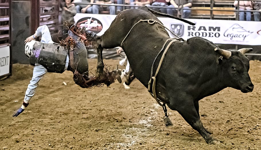 bull rider, bull riding, rodeo, cowboy