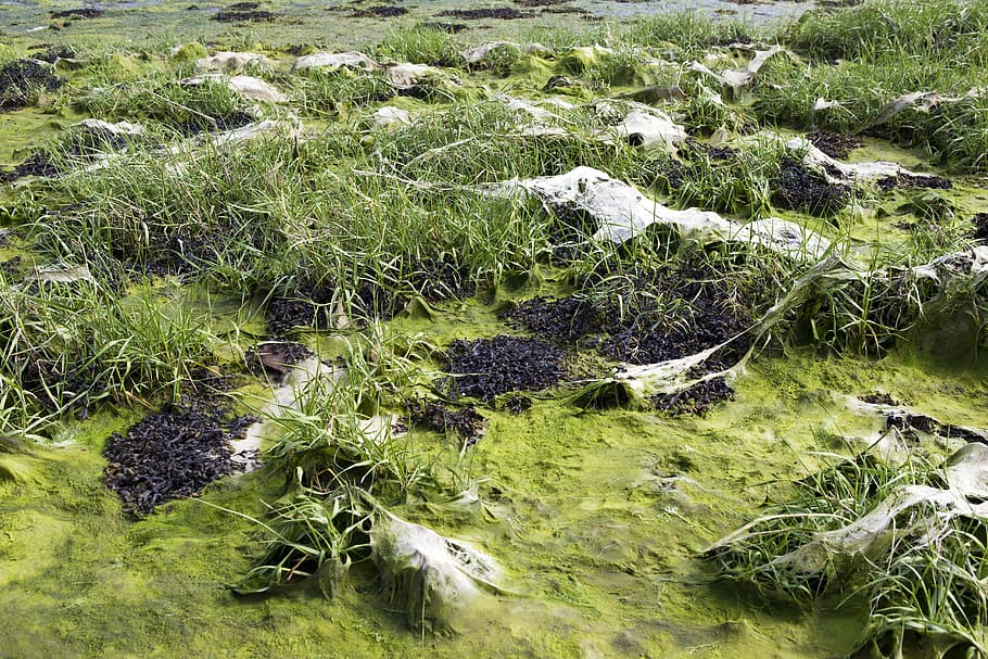 low tide, sea grass, algae, seaweed, green and brown, nature HD wallpaper