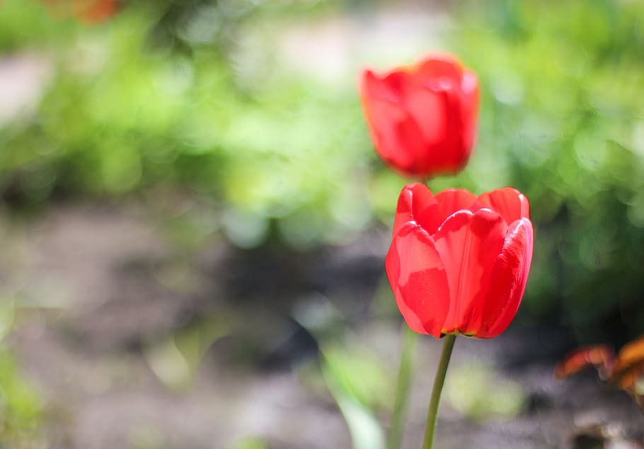 flower, red, fresh, background, picture, background images HD wallpaper