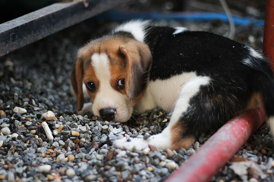 tricolor beagle puppy lying on gravel, Dog, Animals, pets, cute