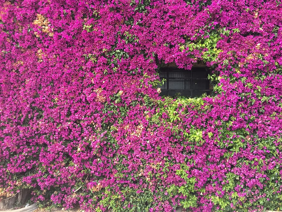 Flowers, Window, blomstervæg, purple, pink color, plant, no people HD wallpaper