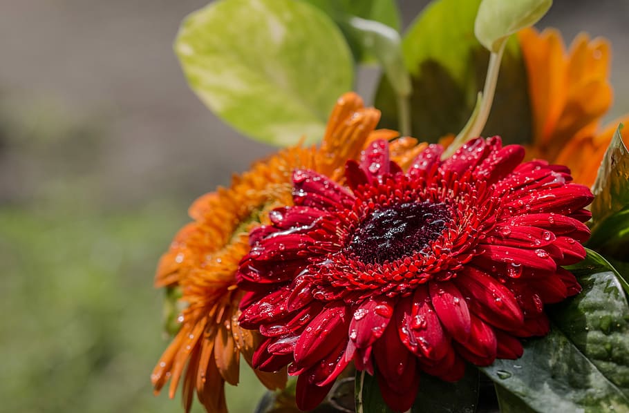 nature, flower, flora, leaf, garden, floral, summer, closeup HD wallpaper