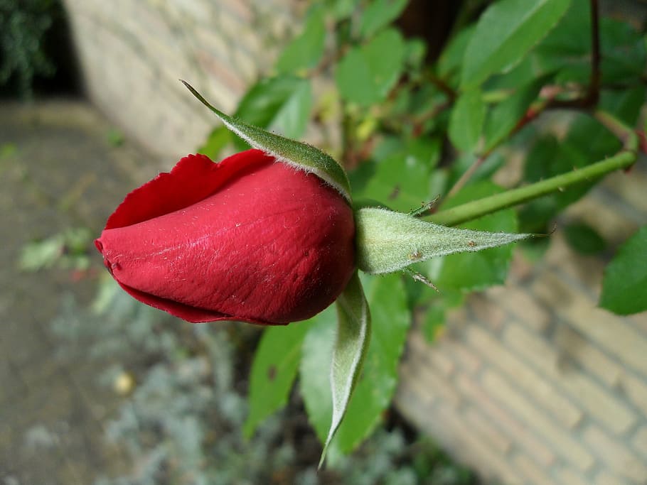 rose, beautiful, red, bud, love, close, plant, freshness, close-up HD wallpaper