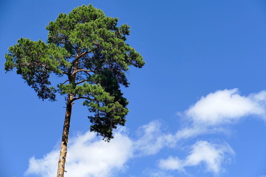 tree, sky, clouds, nature, rest, serenity, blue, green, landscape HD wallpaper