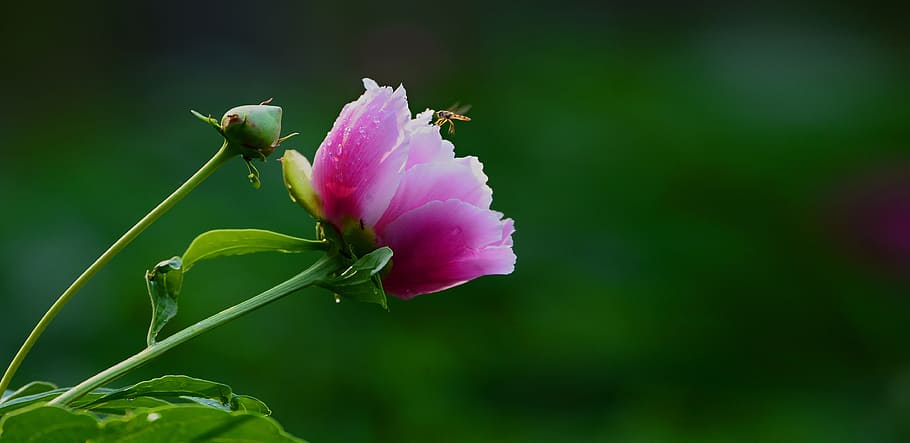 flower, peony flowers, spring, bee, nature, flowering plant HD wallpaper