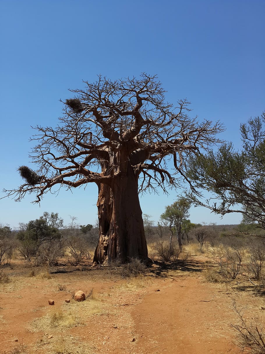baobab, tree, african bush, plant, landscape, sky, environment HD wallpaper
