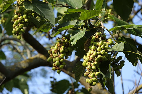 tree, almond, almond tree, fruit, tree fruit, nut, leaves, nature HD wallpaper
