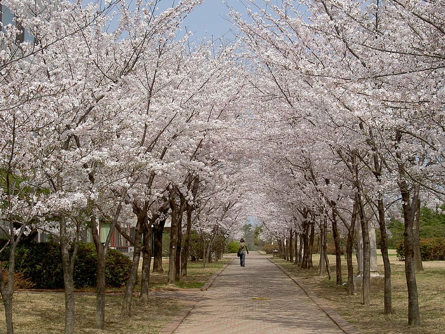 person walks at the park lined with blossoming cherry blossom trees HD wallpaper