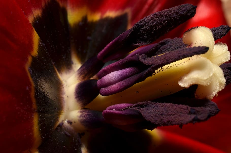 Stamens, Macro, Nature, no people, studio shot, close-up, yellow HD wallpaper