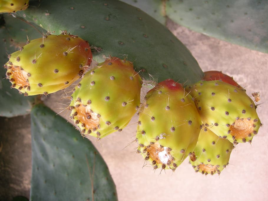 Prickly Pear, Cactus, Cactus, Fruit, Plant, Spur, food, succulent Plant HD wallpaper
