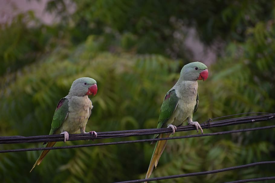 HD wallpaper: Parakeets, Parrots, Pair, Birds, animal themes, animals ...