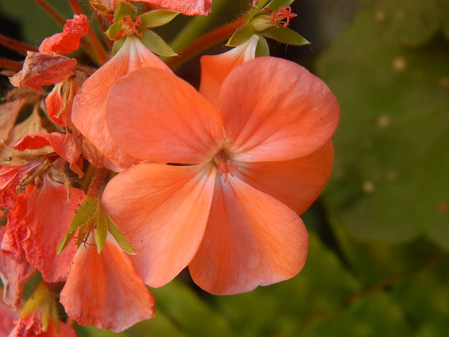 geranium, orange, flower, malvón, freshness, plant, flowering plant HD wallpaper