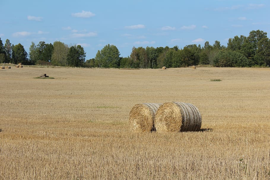 bal, bales, hay, farmer, go, countryside, sweden, plant, tree, HD wallpaper