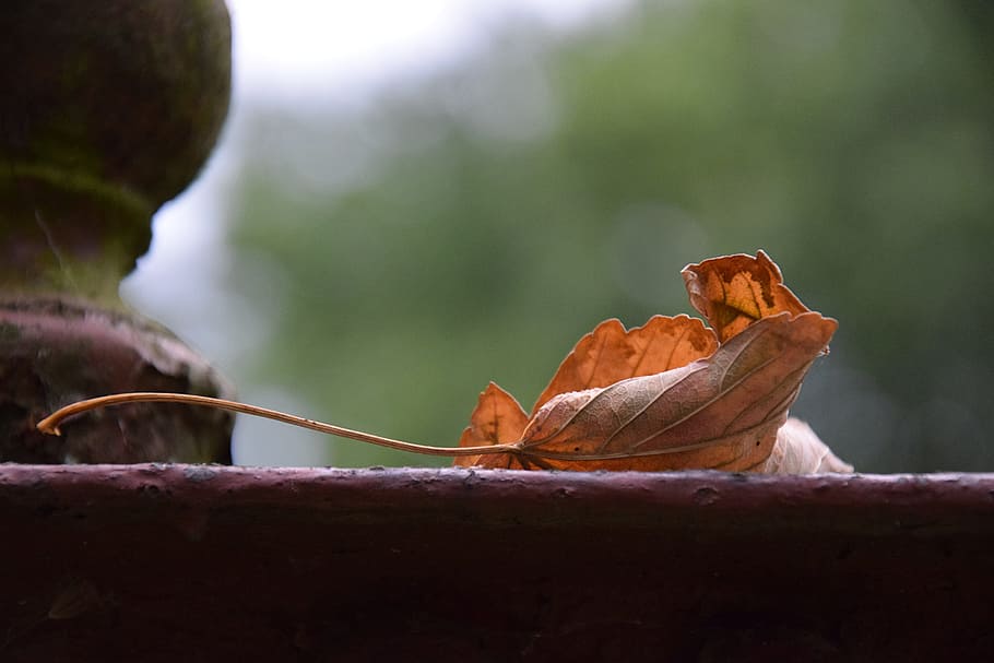 dried leaf, nature, withered, colorful, golden, autumn, dry HD wallpaper