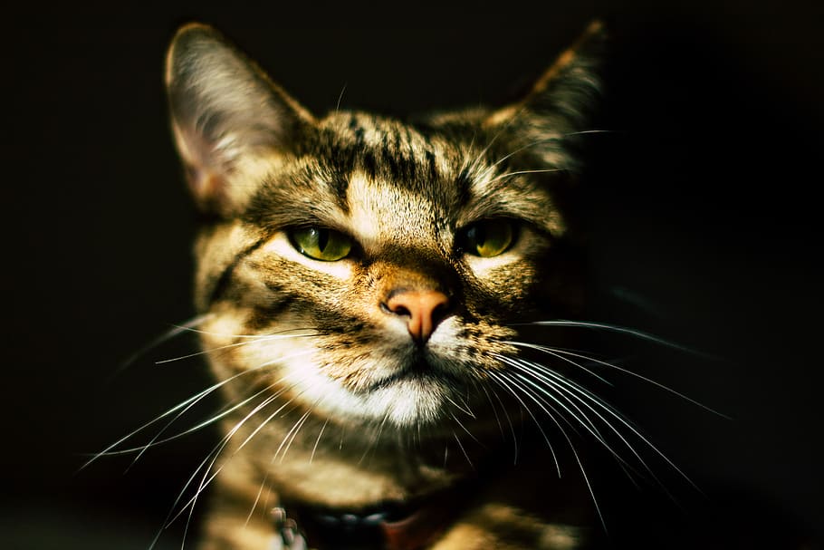 closeup photo of brown tabby cat, cat photo with black background HD wallpaper