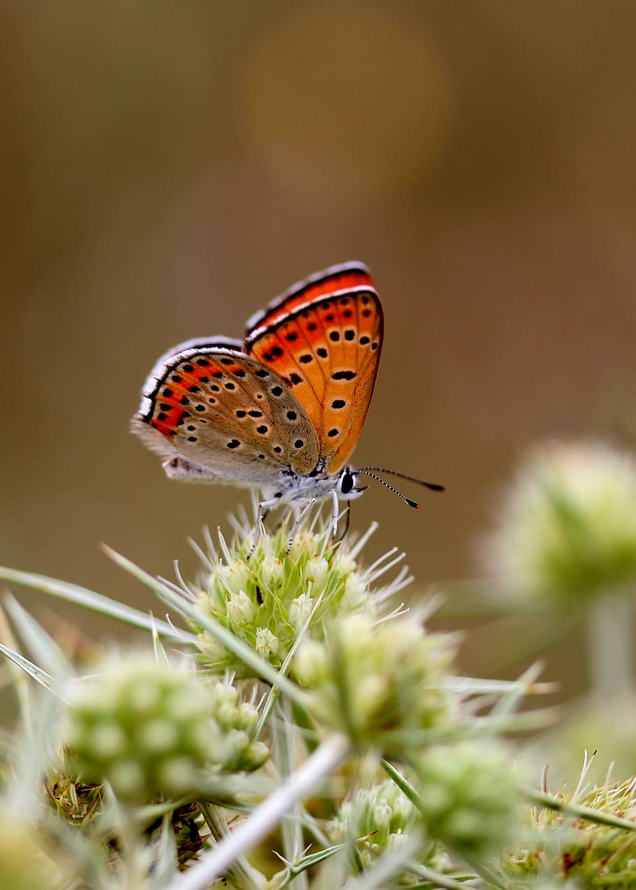 butterfly, red, wings, insecta, flower, coloring, animal wildlife, HD wallpaper