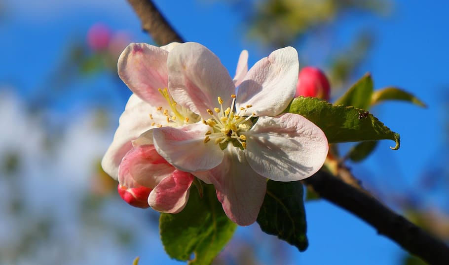 nature, plants, blossoming, sprig, spring, flower, flowering plant HD wallpaper
